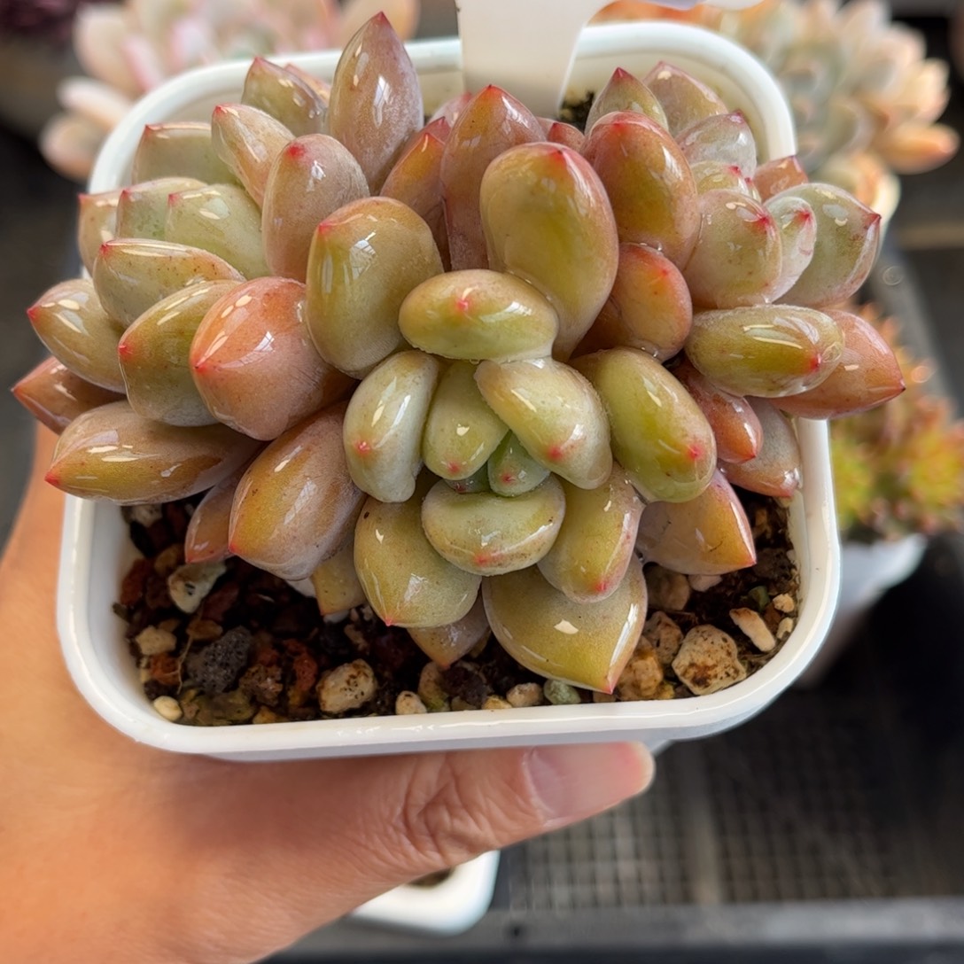 1363 天冷必拍保温箱