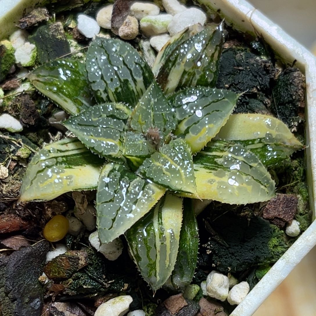 我***久恭喜发财大吉大利576