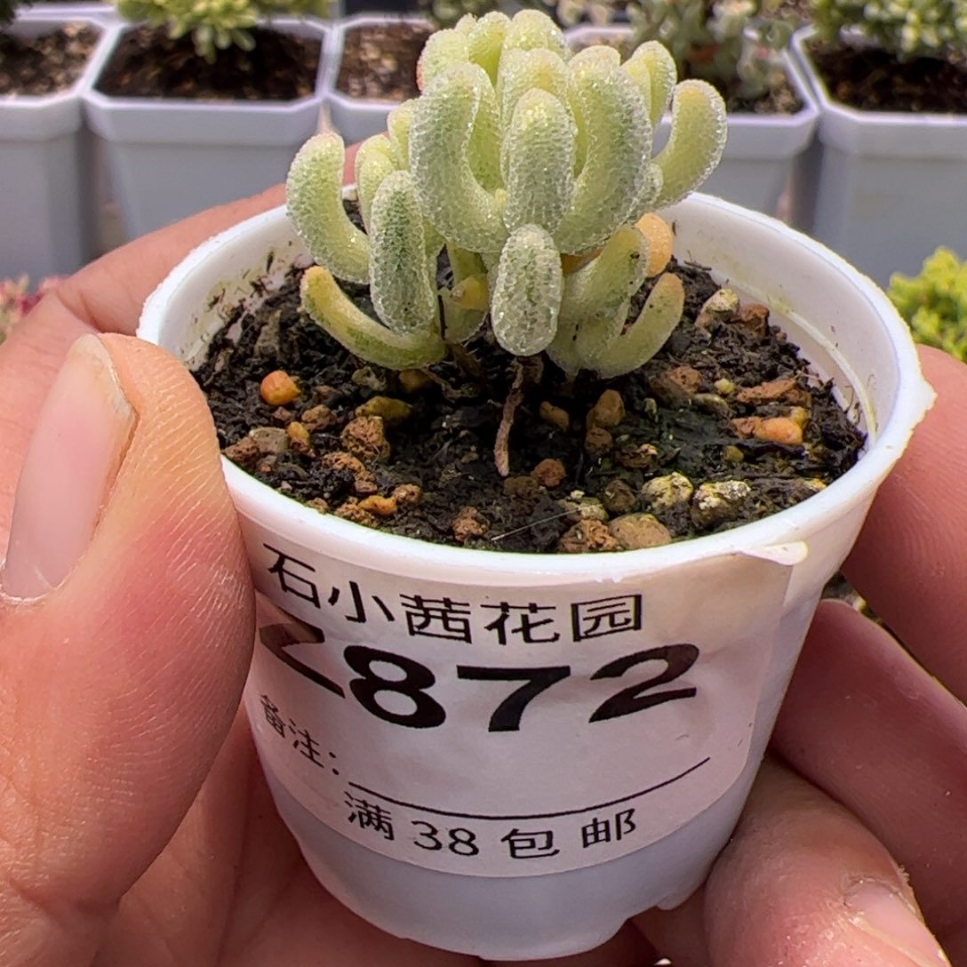 多肉植物枝干超白