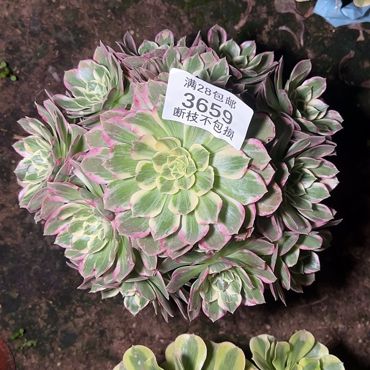 3659水蜜桃多肉植物