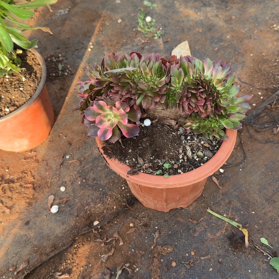 687香妃缀化多肉植物满28包邮