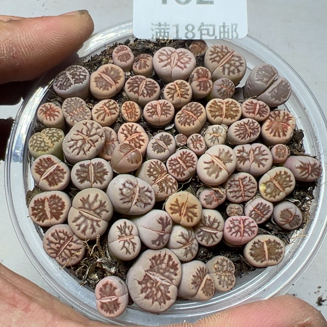 【闪购商品】 462。    