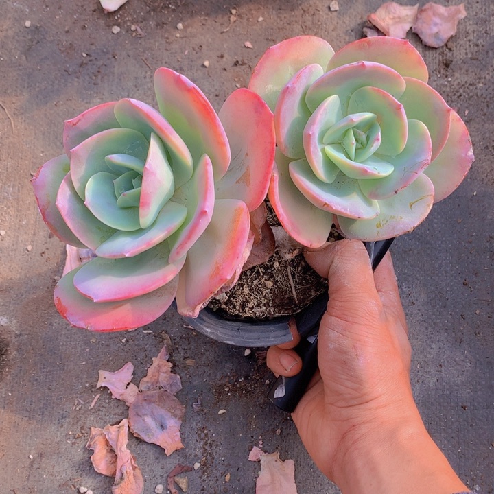 无花朵阿****0多肉植物15555