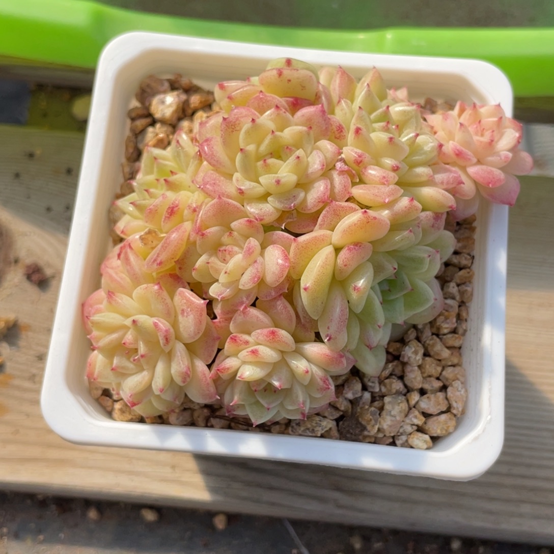 1394白嫣金鱼麦杆