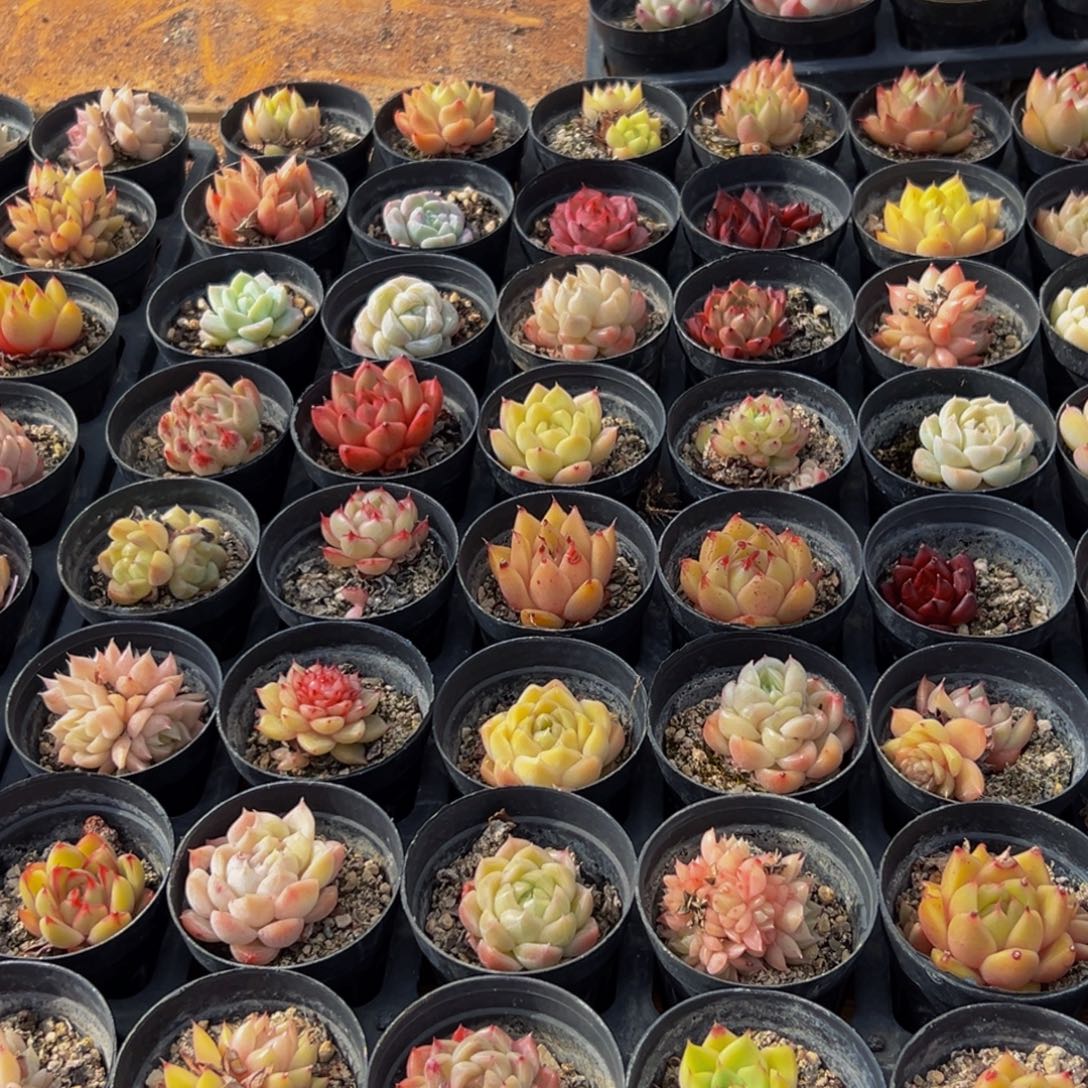 908多肉葡萄的味道是真的