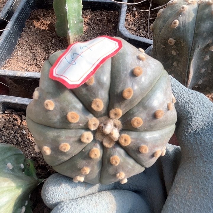 完全开放兜兜得意得意兜兜1