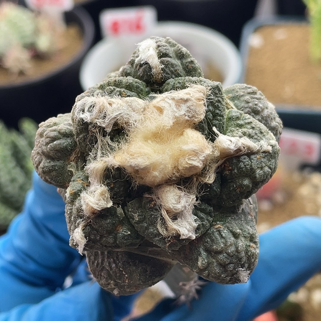 雪顶哥斯拉带柱子