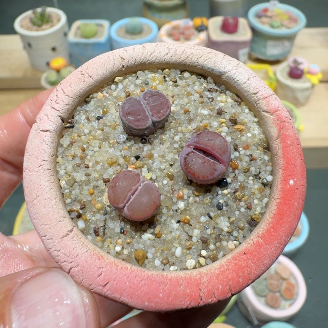 红陶蘑菇312紫饼