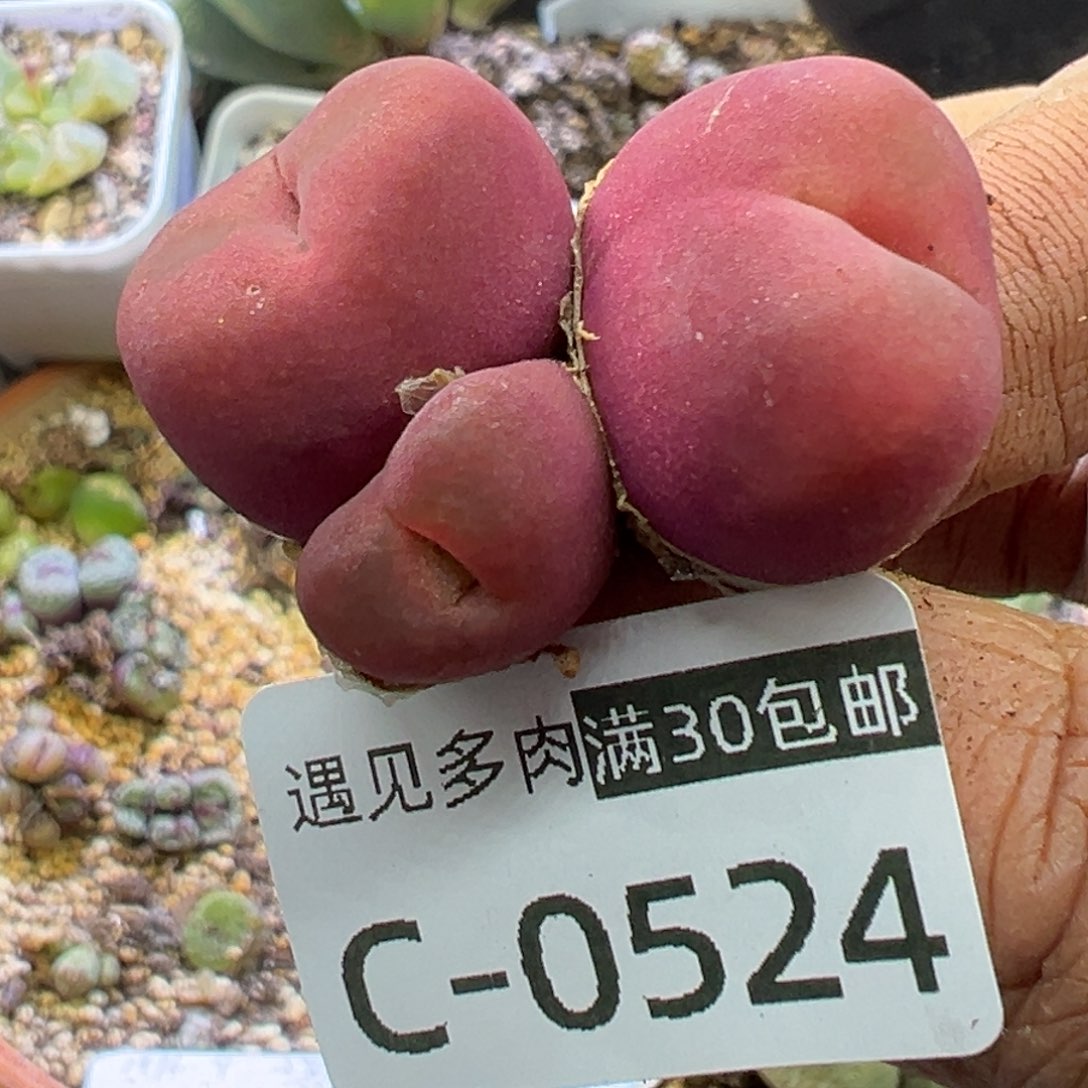 多肉植物11111111111111111