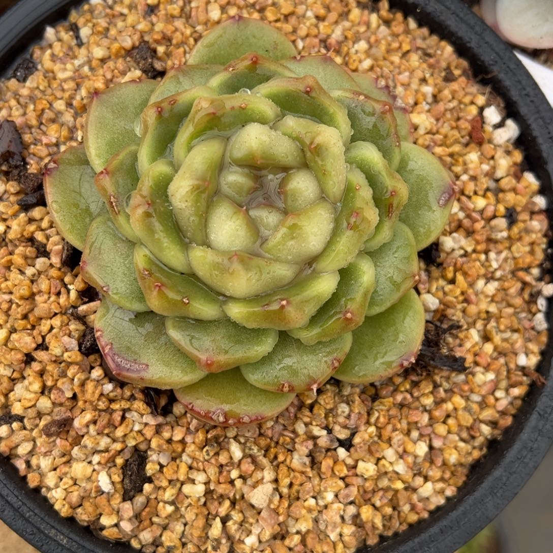 皮埃拉 单头 夏鸣园艺