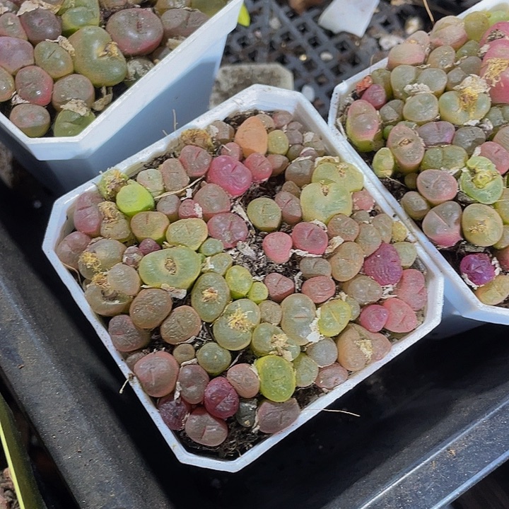 7方大毛汗泥带盆土发