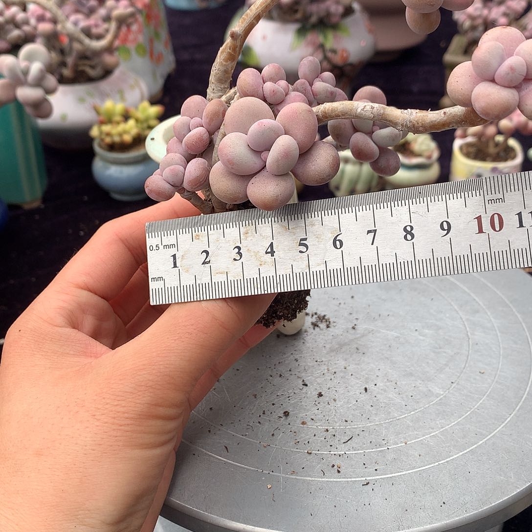 21号不带盆偏远的不包邮的