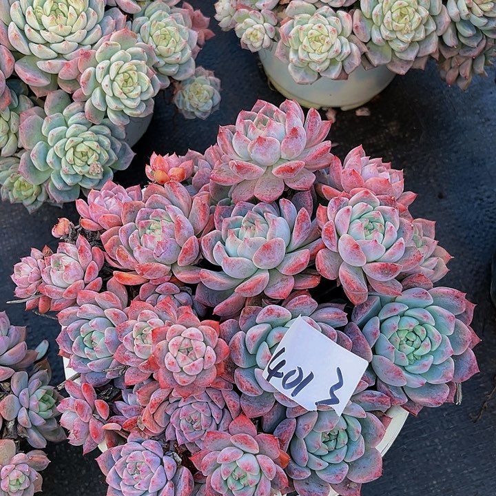 苦*啡小霜花明4013
