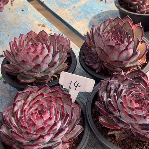 14拉糖一个多肉植物