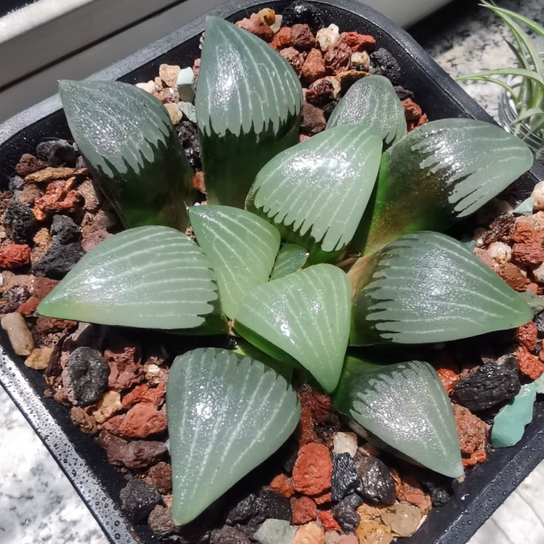 十二卷玉露多肉植物适合阳台办公室新手栽培