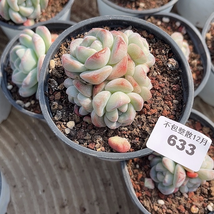 丨***月阿雅园艺。    633冰玉