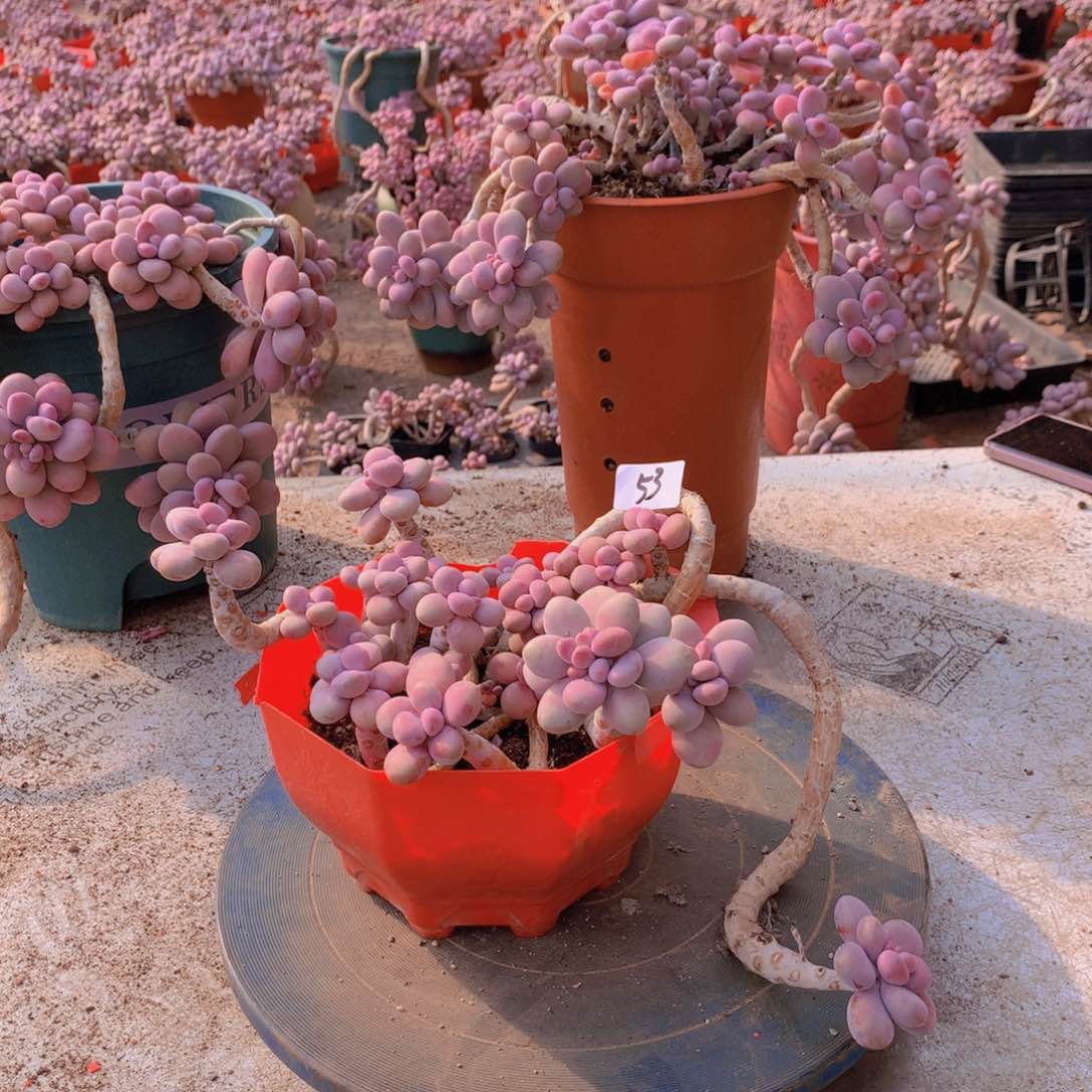 53一物一拍桃蛋老桩