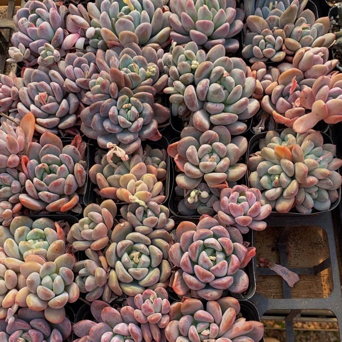 559筐里有个好地方。你说