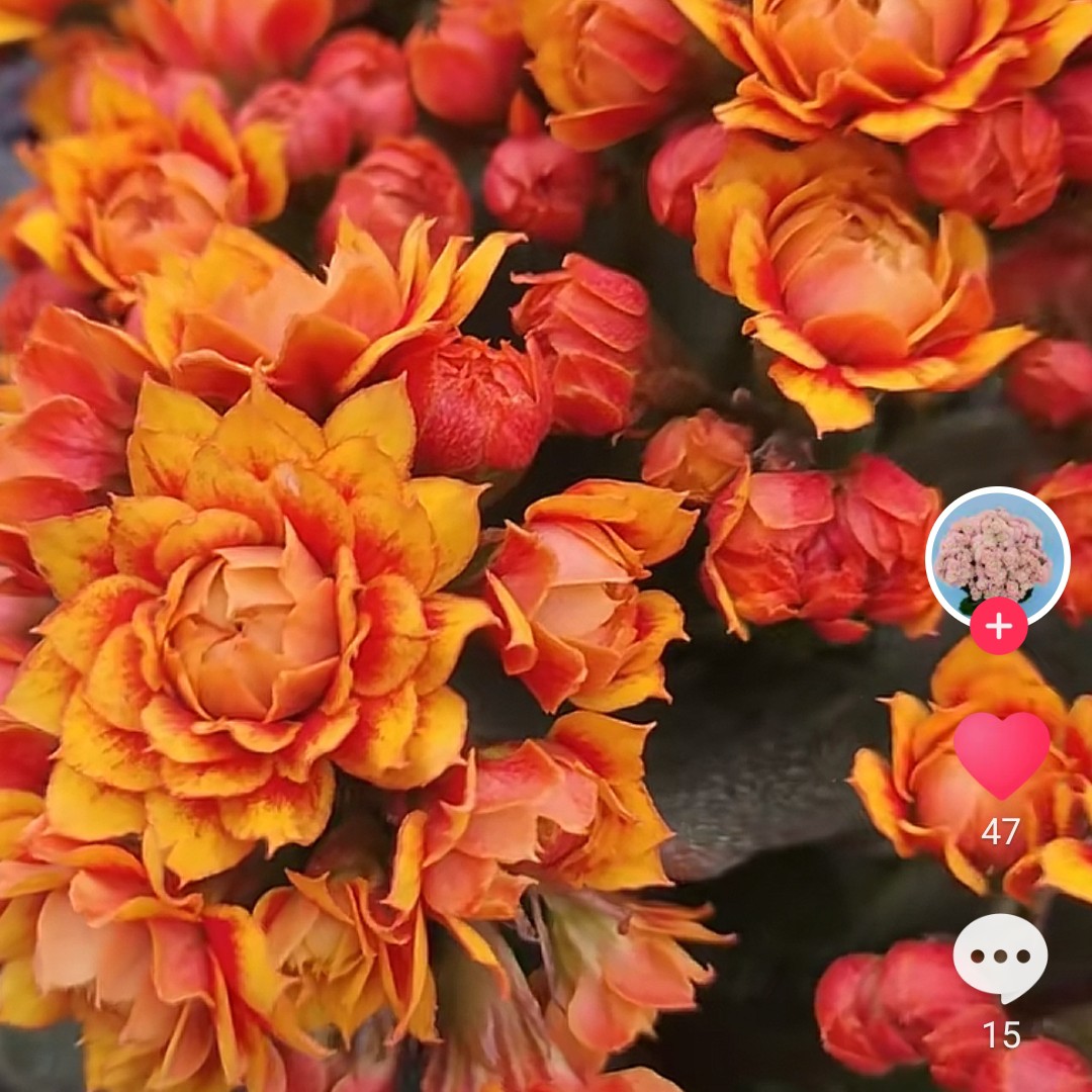 盛宴大花棒棒糖独杆 带花苞