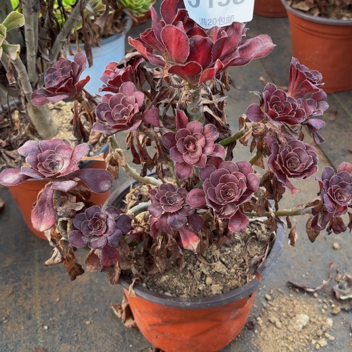 瑞妈多肉园艺153晚霞