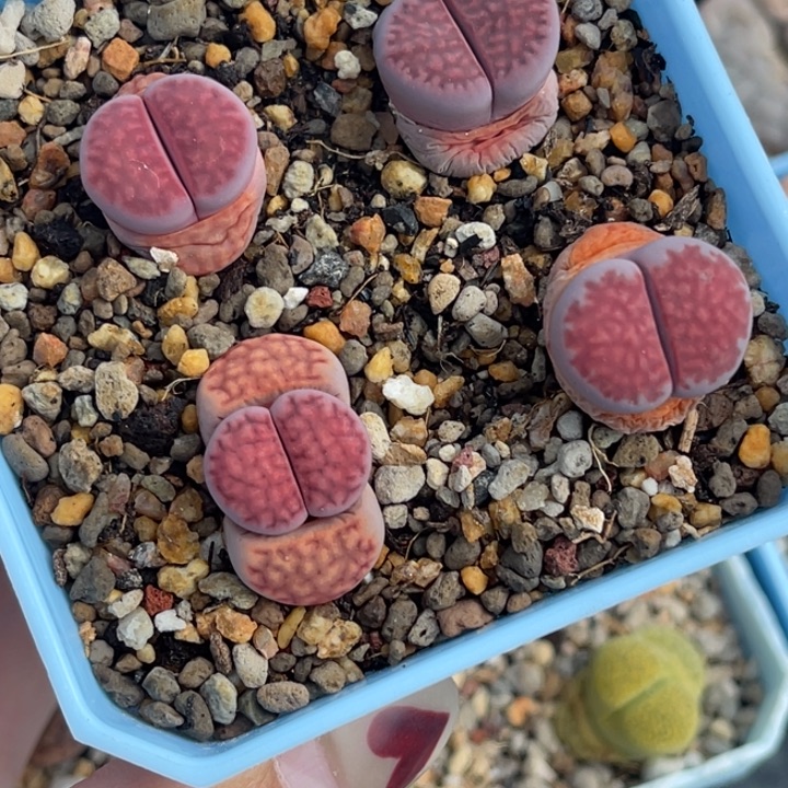 2629紫花纹4颗脱土发货