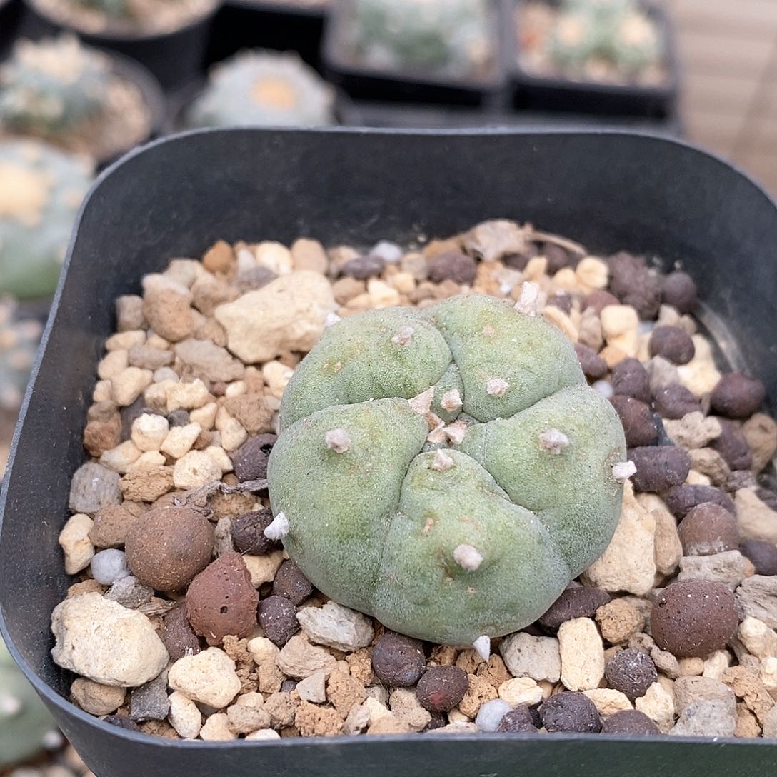 熊*文黄体乌仙人球