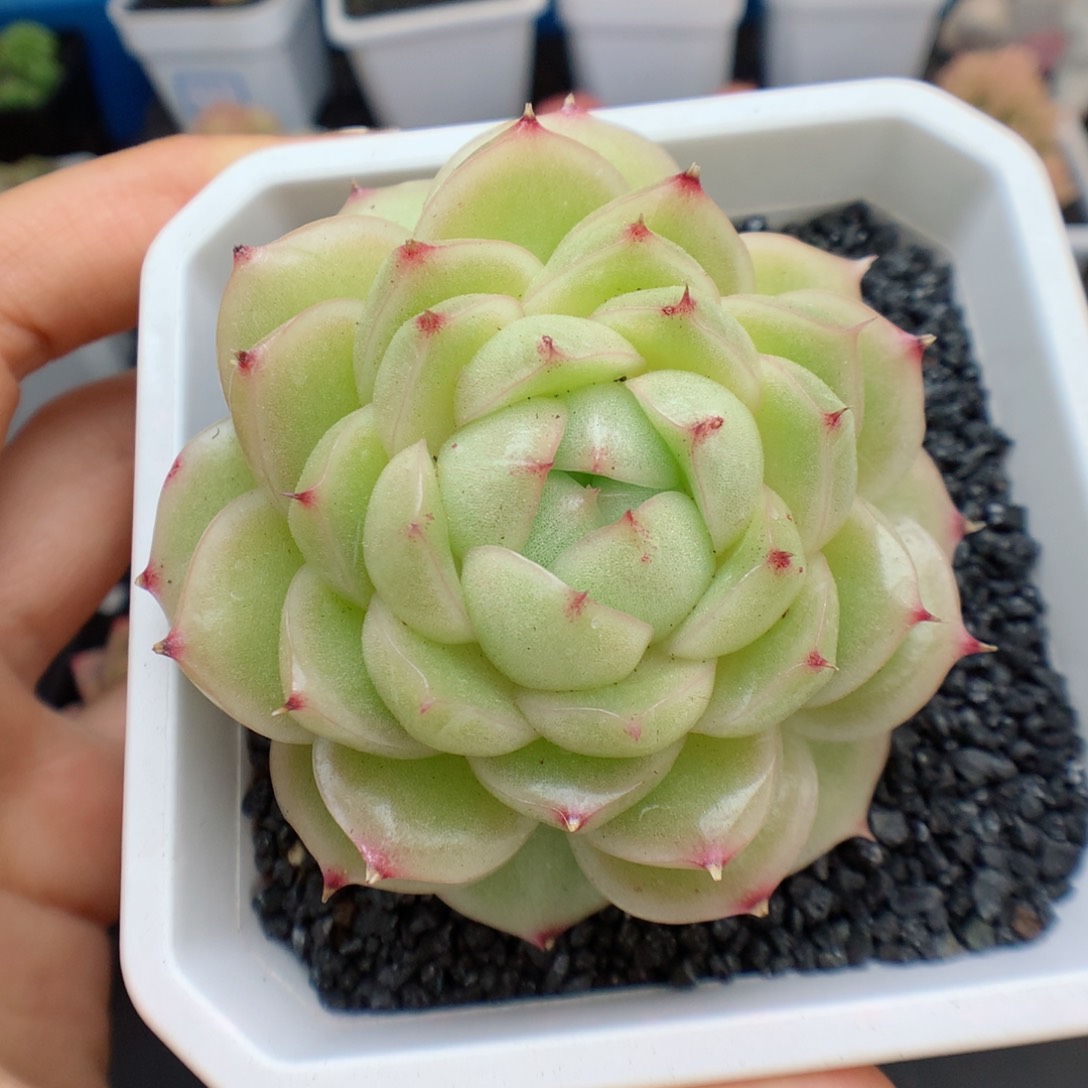 多肉植物。 麦秆25