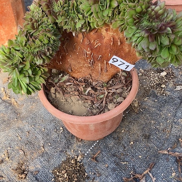 971沙拉碗缀化老板子