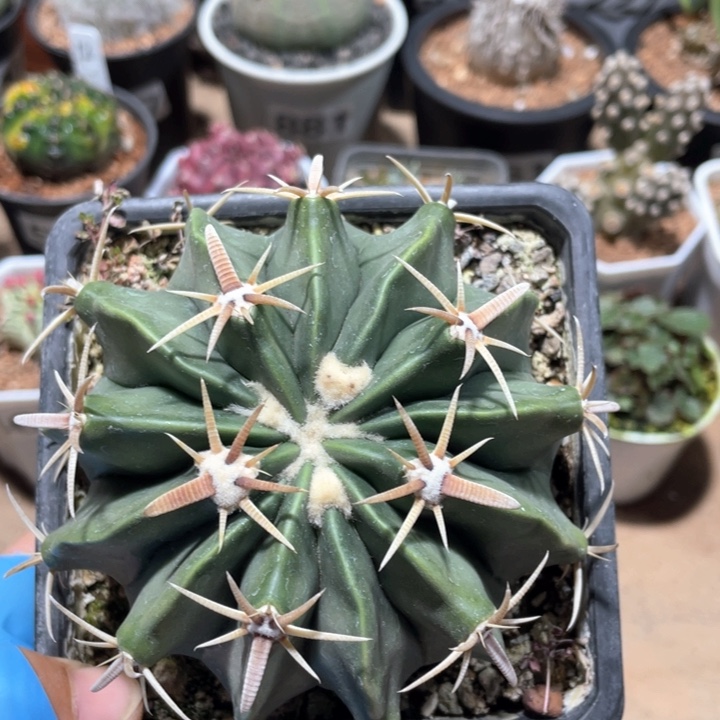 368实生大凌波仙人球