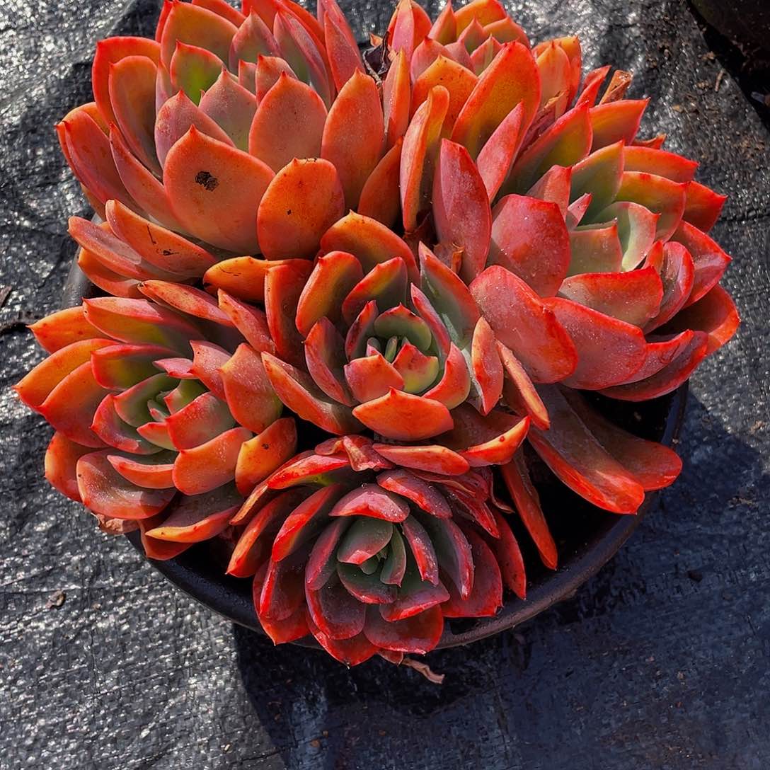 绮啰多肉植物群2109