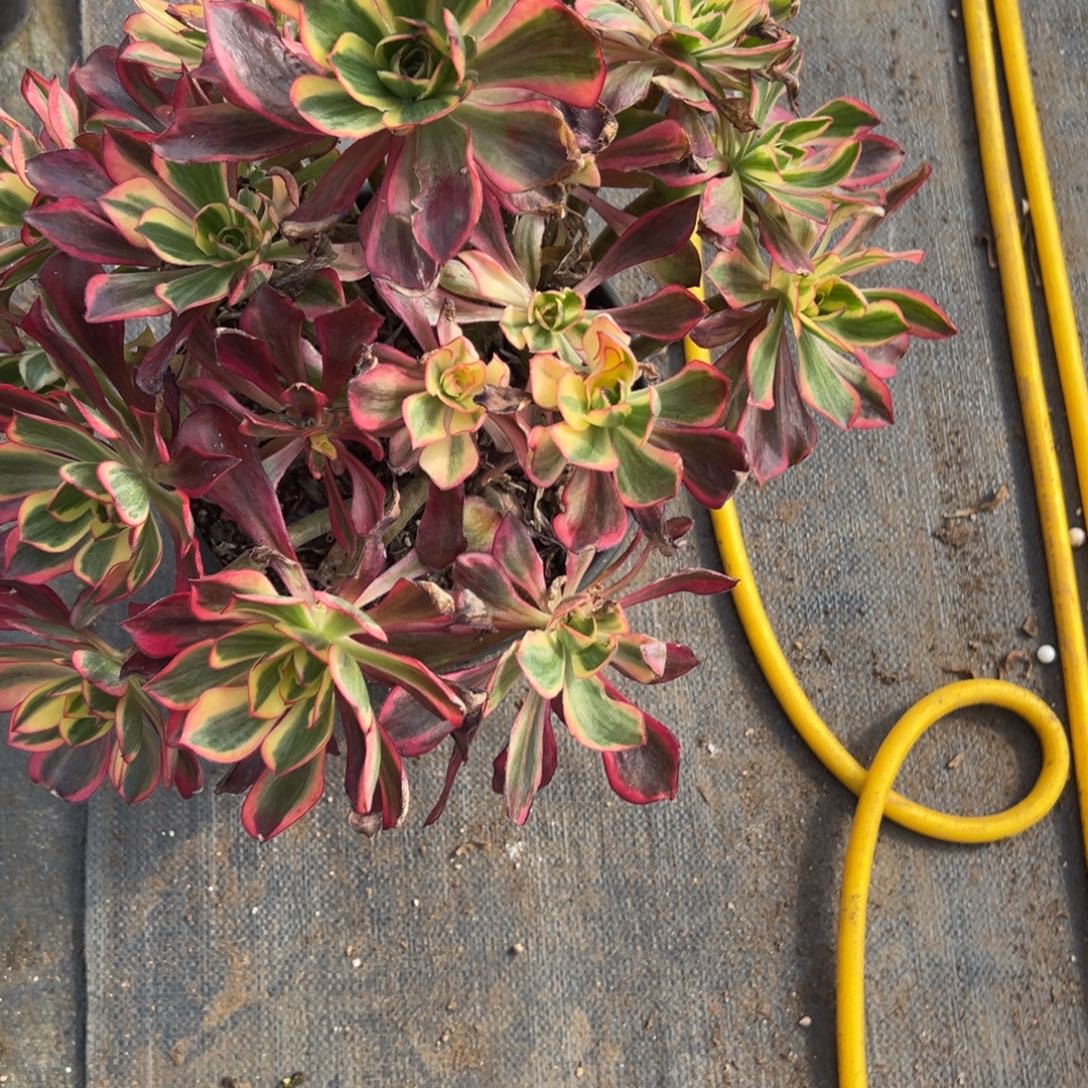 120魅影有疤痕多肉多肉多肉