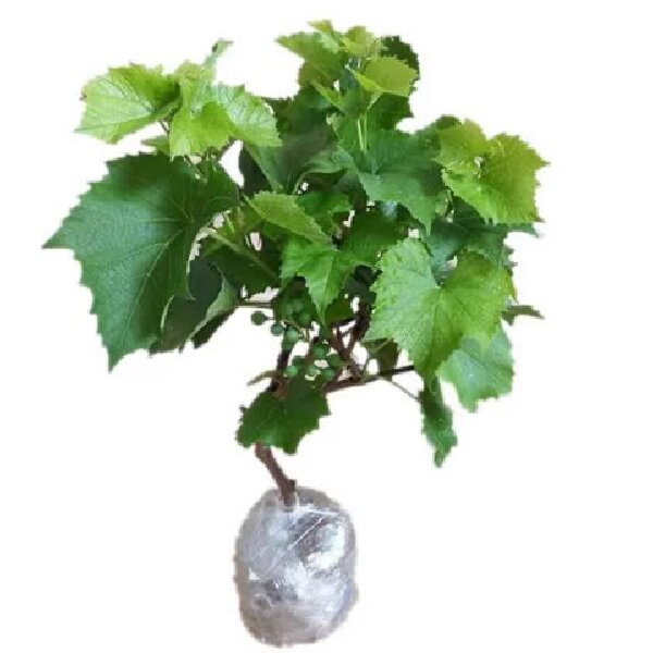 带土带叶阳台庭院盆栽地栽南北方均可种植