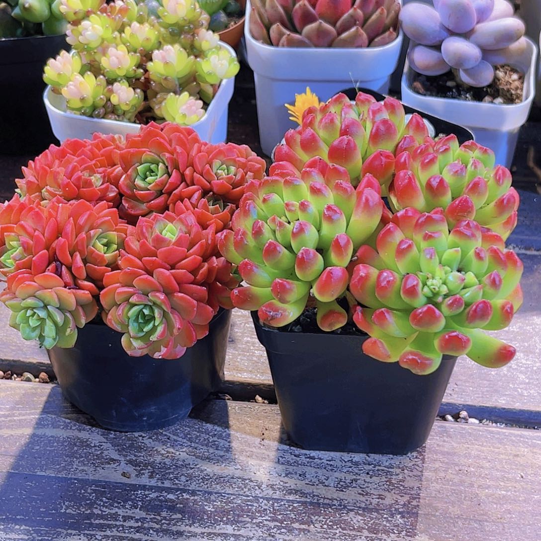 爱泡泡。 红灯笼1111111