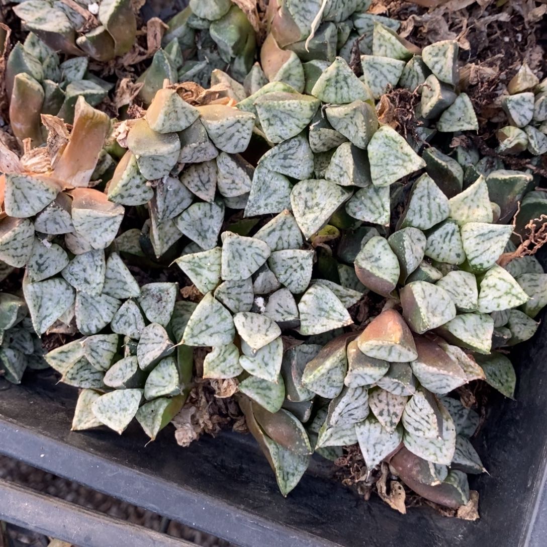 2518 一颗大潘多拉魔盒 挑大的发货 圣诞福利