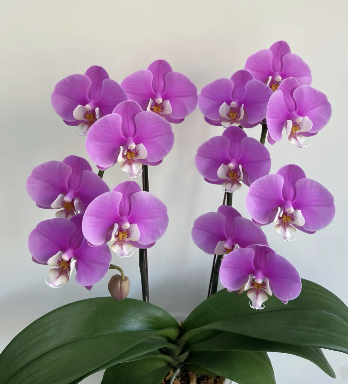 【小阿阮】A级 [安娜] 粉色大花蝴蝶兰盆栽带花苞·花期长桌面装饰 