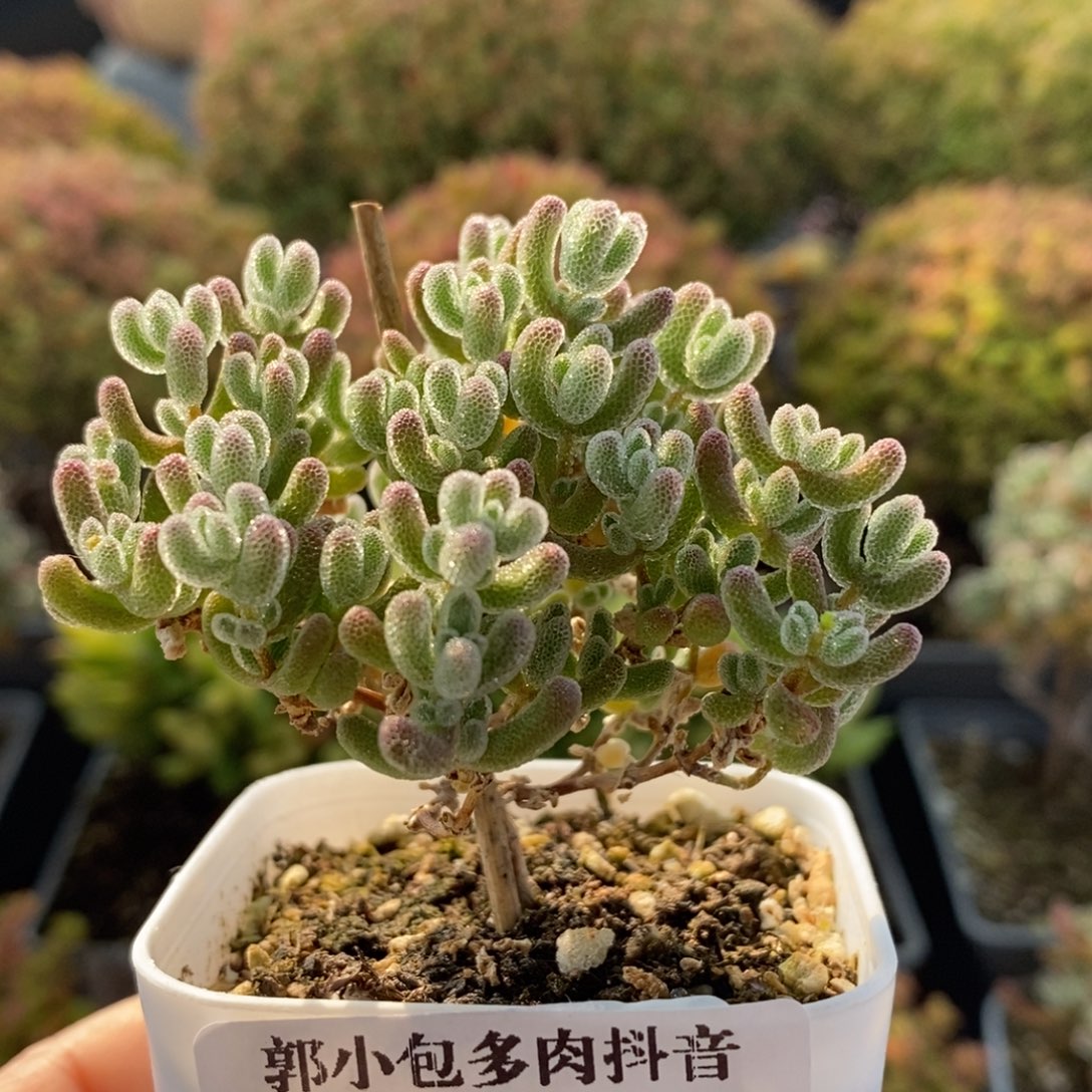 优选冰晶3071枝干番杏