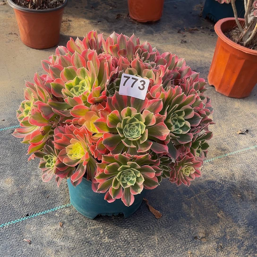 尘*多肉植物一物一拍773