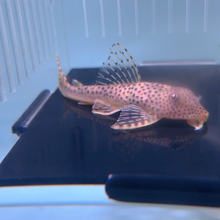 清道夫鱼16-012长腰银钻一条尺寸8+