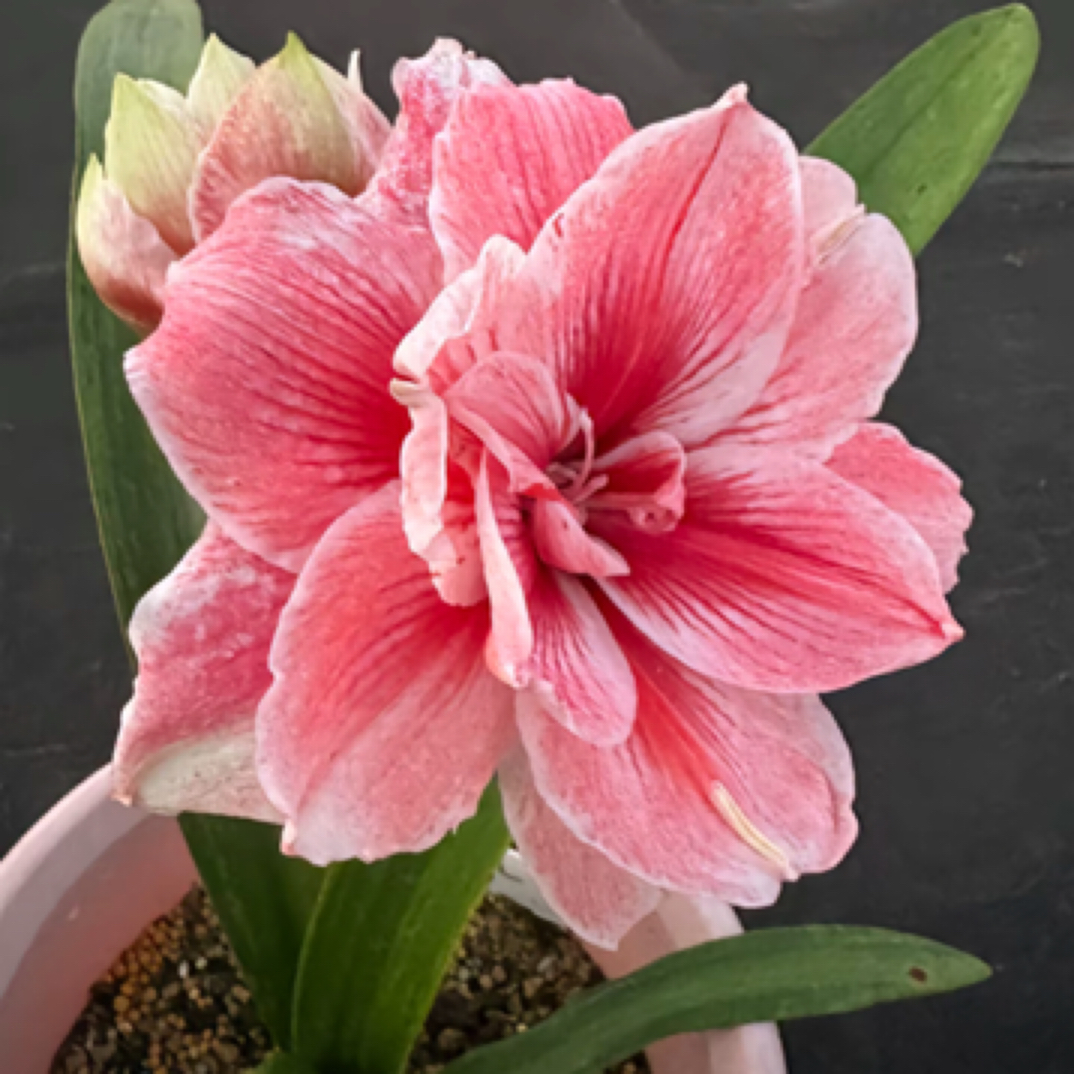 朱顶红兰妮3➕，包对版不包后期养护