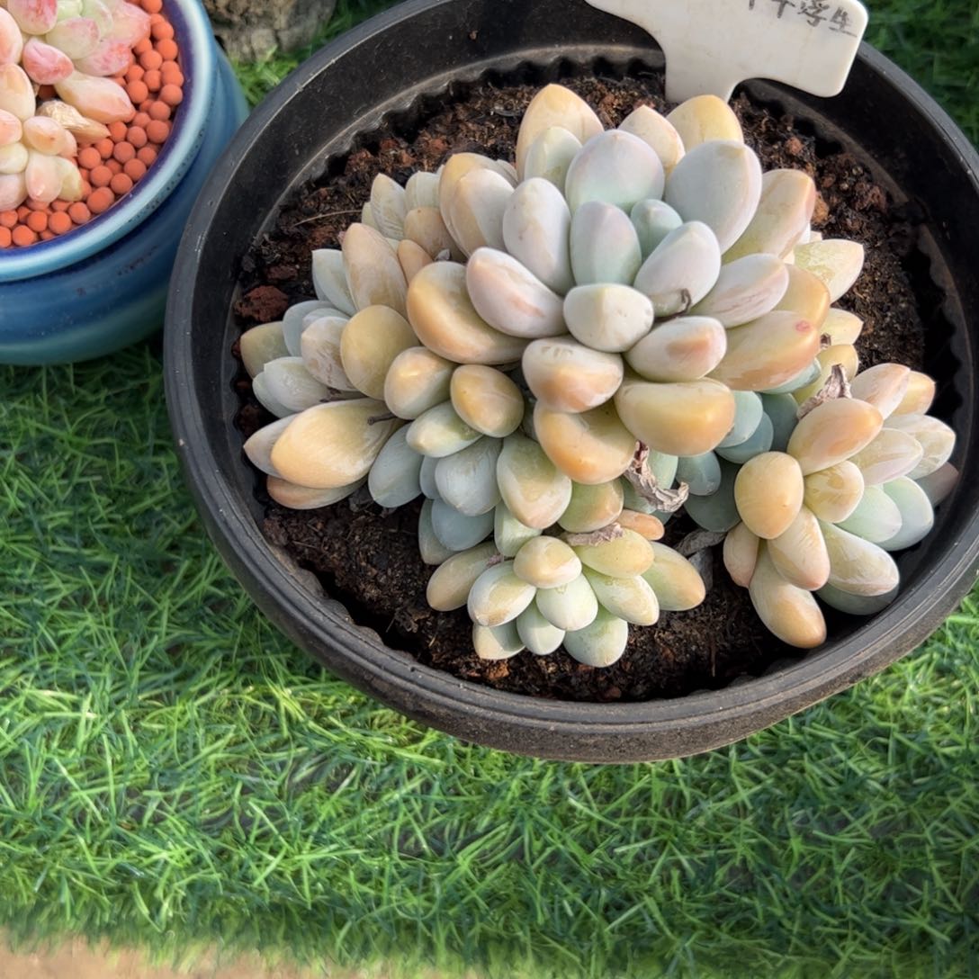 香玉小老桩多肉植物保护研究所