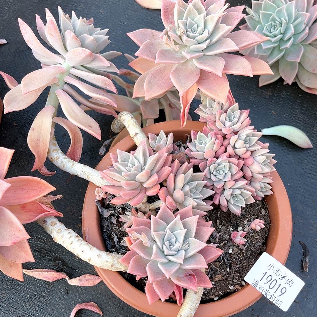 红粉月19019小小