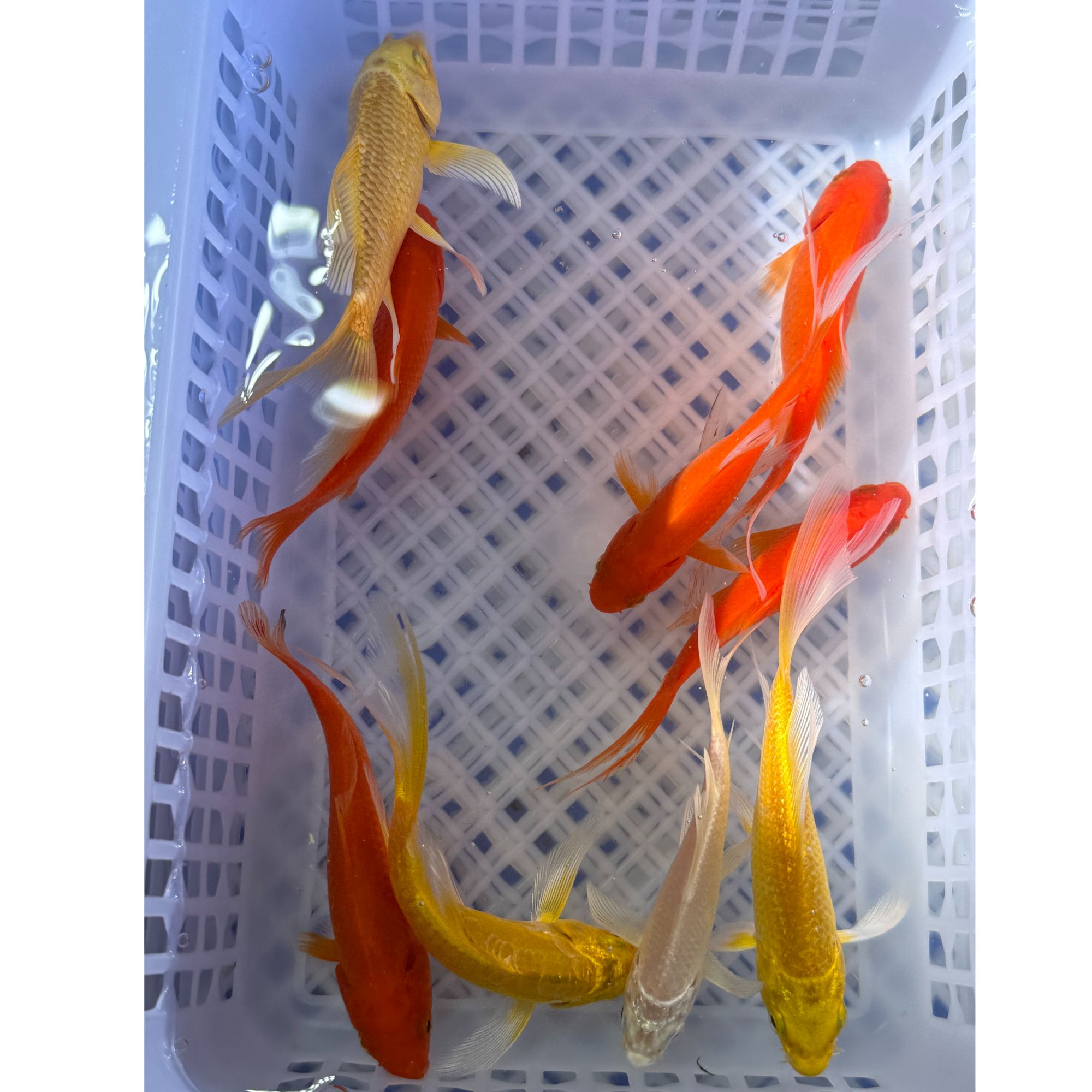 【7-10cm10条装】含1条备损好养好活冷水观赏鱼适合家庭鱼缸