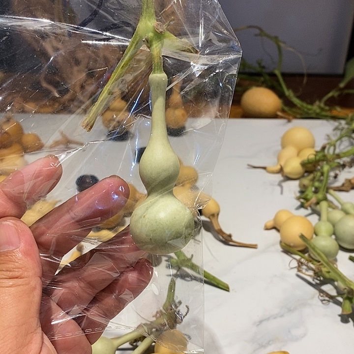 紫****斯精品葫芦手把葫芦2