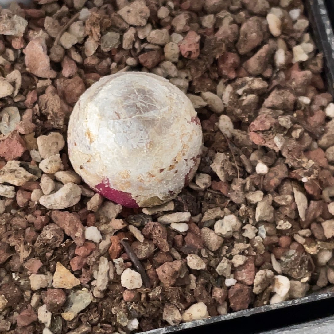 12-47灯泡多肉植物