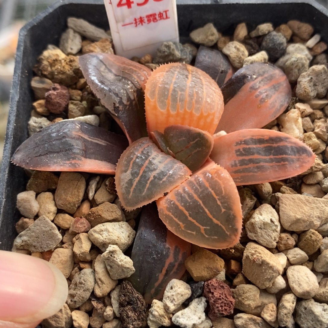 458糊斑亲脂姬锦一物一拍