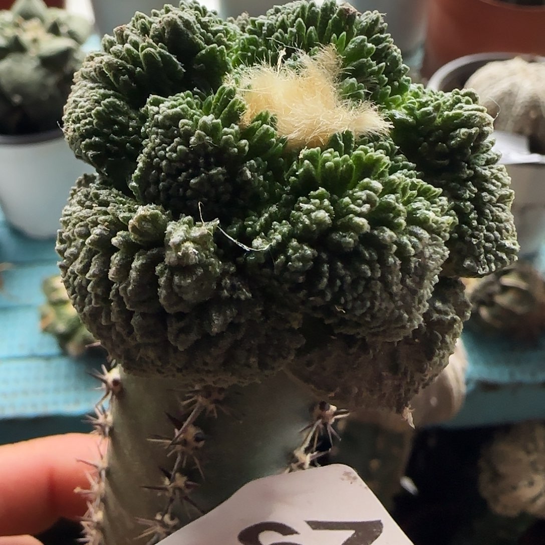 哥斯拉291仙人球开花