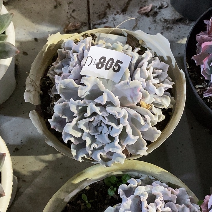 玛***卡805白饺子皮多肉植物
