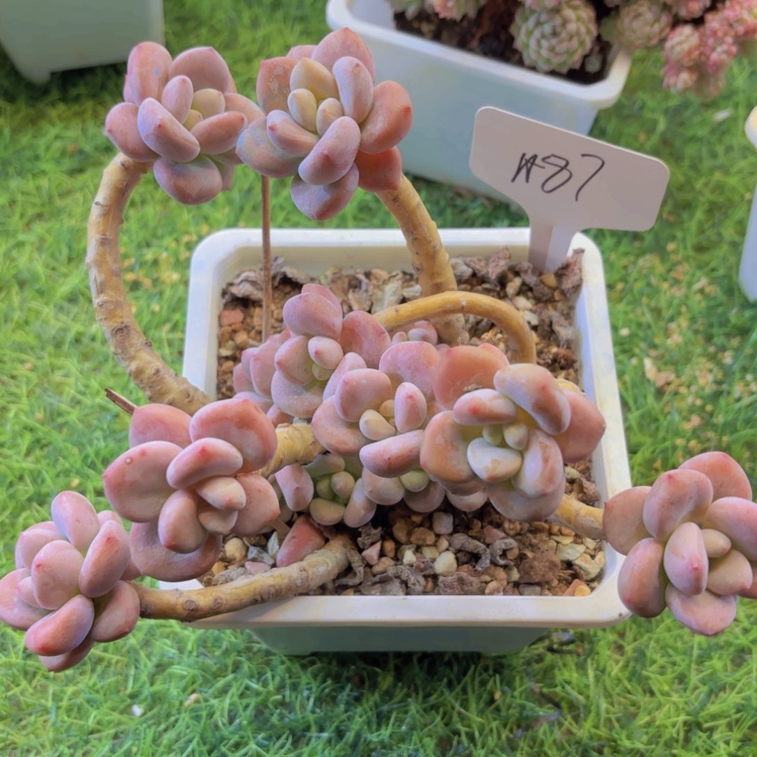 ****️云南金致家精品多肉