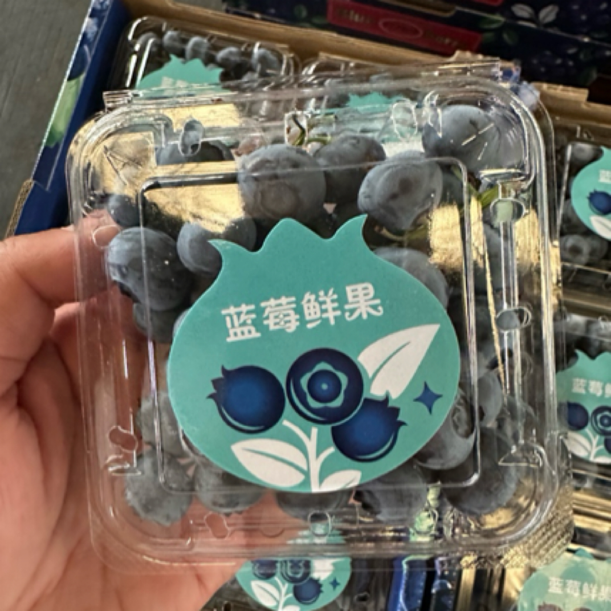 大连蓝莓鲜果大果新鲜自然熟顺丰整箱包邮12盒