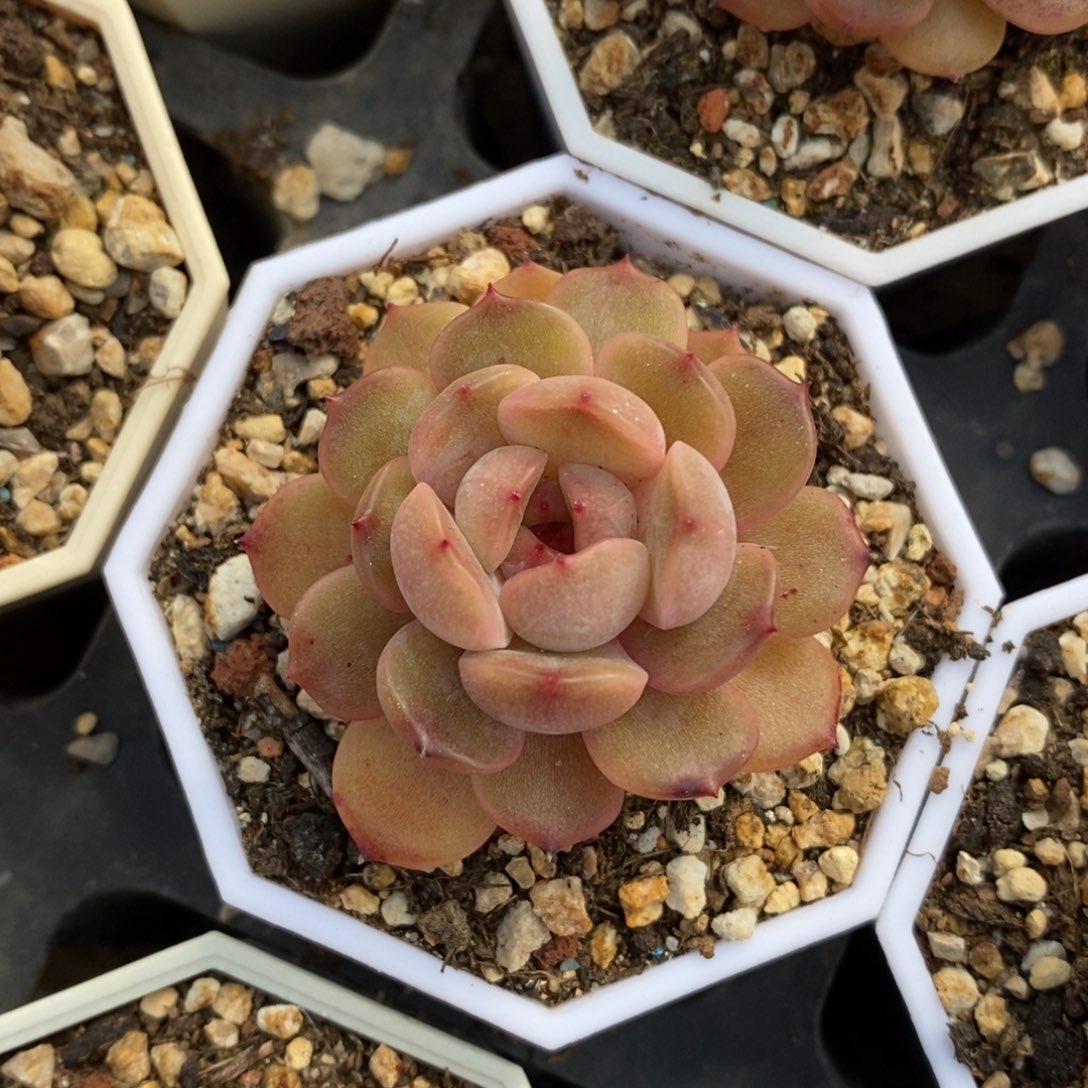 一物一拍多肉植物